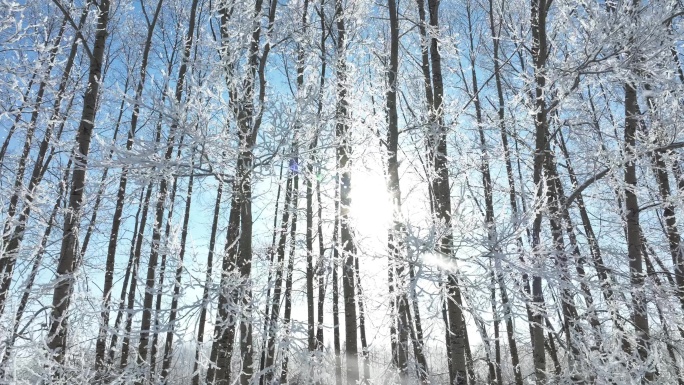 杨树林雪松冬日阳光雪霁