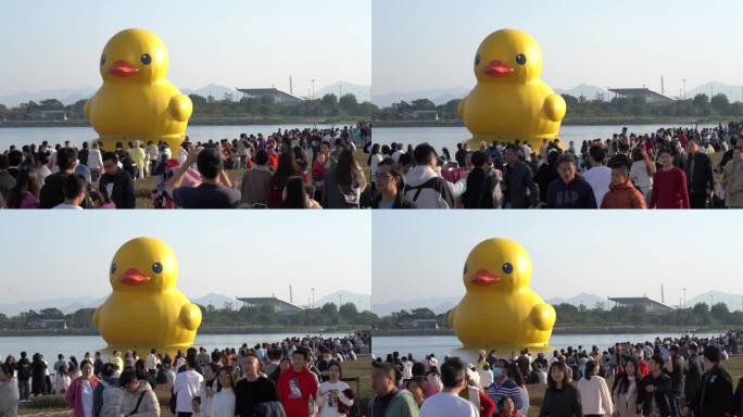 深圳湾大黄鸭RubberDuck参观人群