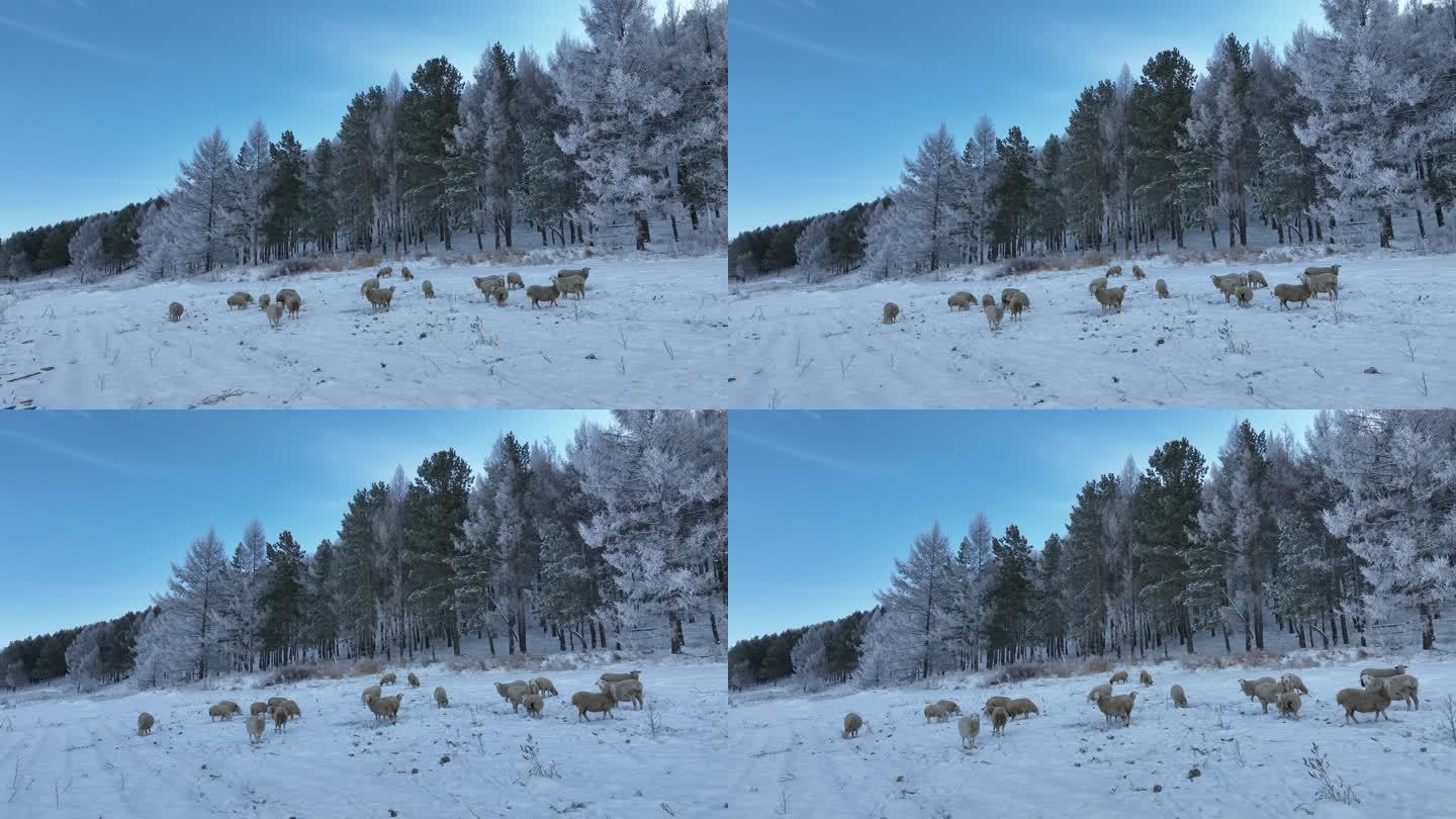 大兴安岭冬季山区树林雪地羊群