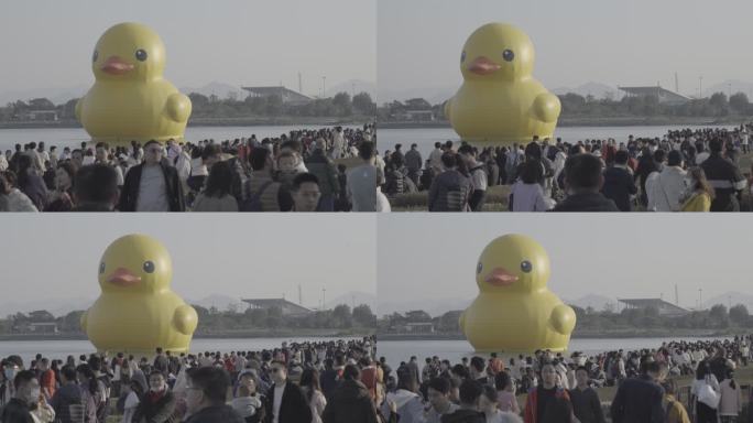 深圳湾大黄鸭RubberDuck参观人群