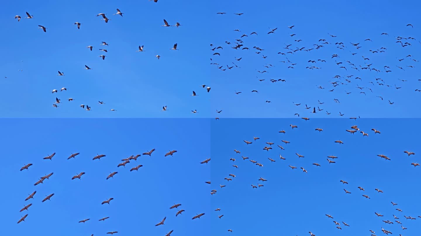 仙鹤  白鹤 大雁 鸿雁 -23