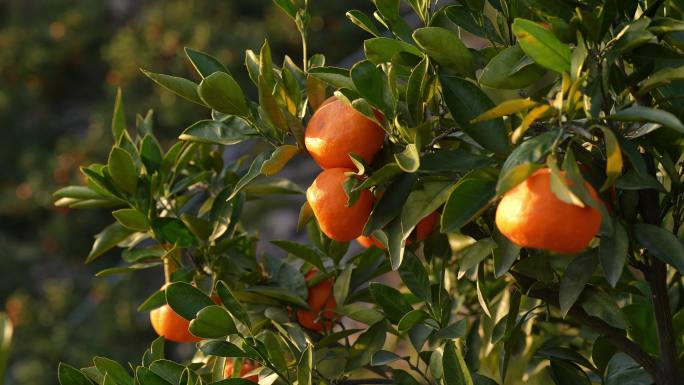 桔子果园丰收橘子涌泉蜜桔