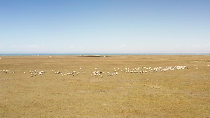 青海湖畔牧场奔跑的羊群