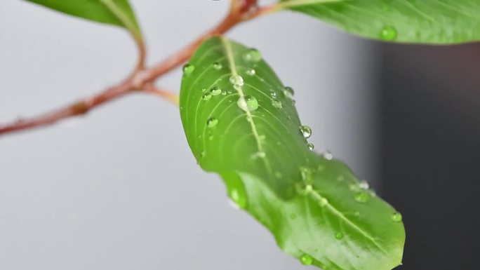 植物微观视角