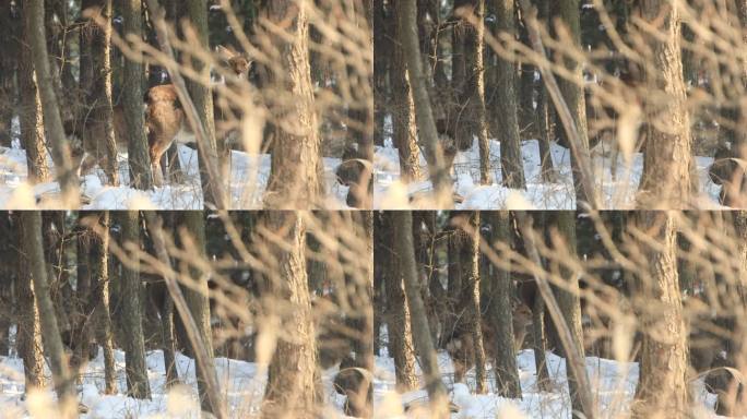 山东威海刘公岛冬季山野雪地松林梅花鹿