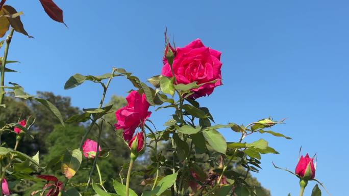 玫瑰盛宴：爱与美的视觉享受