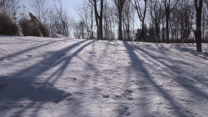 霜冻霜降雪后太阳美景冬天积雪树林光影变化
