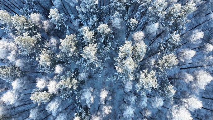 冬季自然风景雾凇雪松俯拍树冠