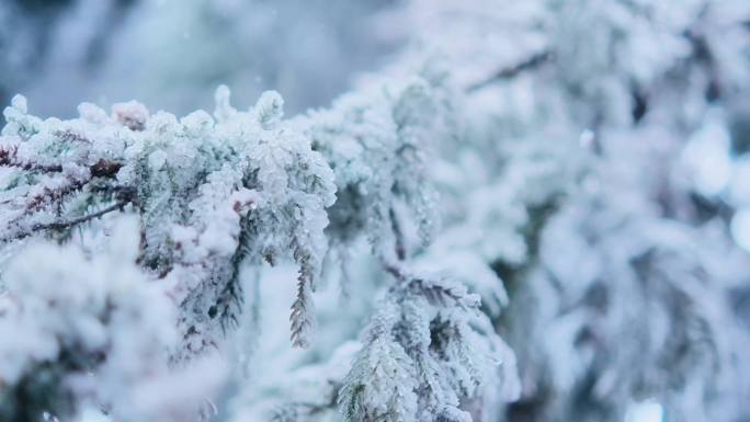 冬天唯美雪景雾凇