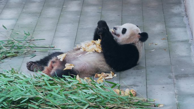大熊猫躺着吃竹笋