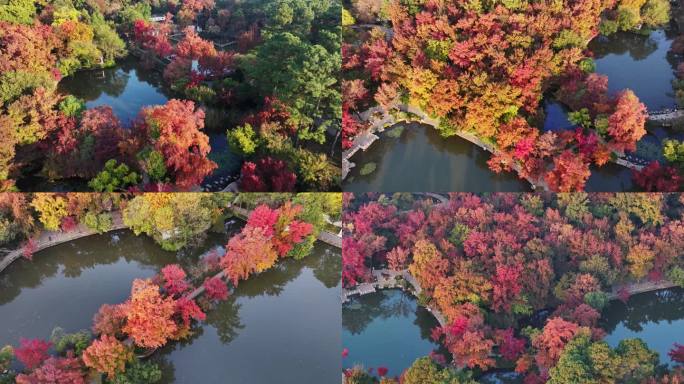 苏州天平山秋天红叶枫树 红枫林 秋天赏枫