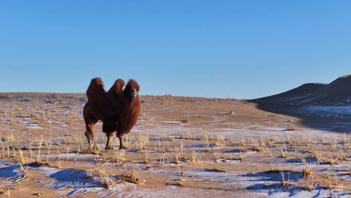 雪地 沙漠 草原骆驼 冬季 戈壁 太阳