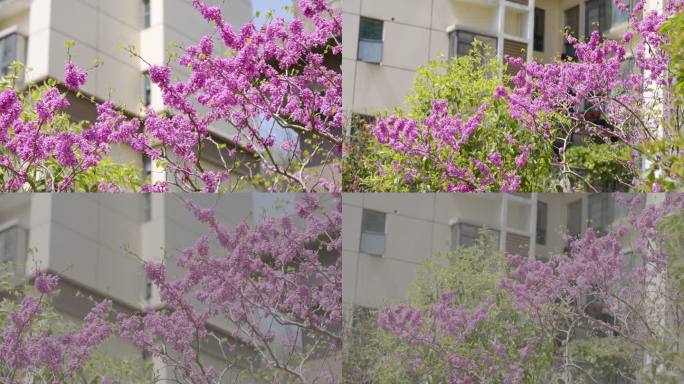 小区紫荆花开