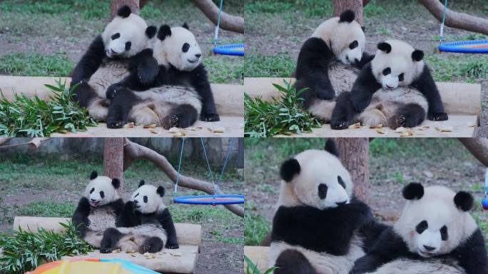 萌宠可爱大熊猫