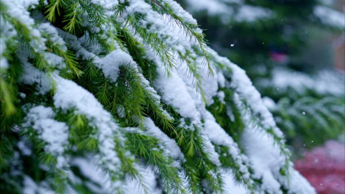 大雪压青松