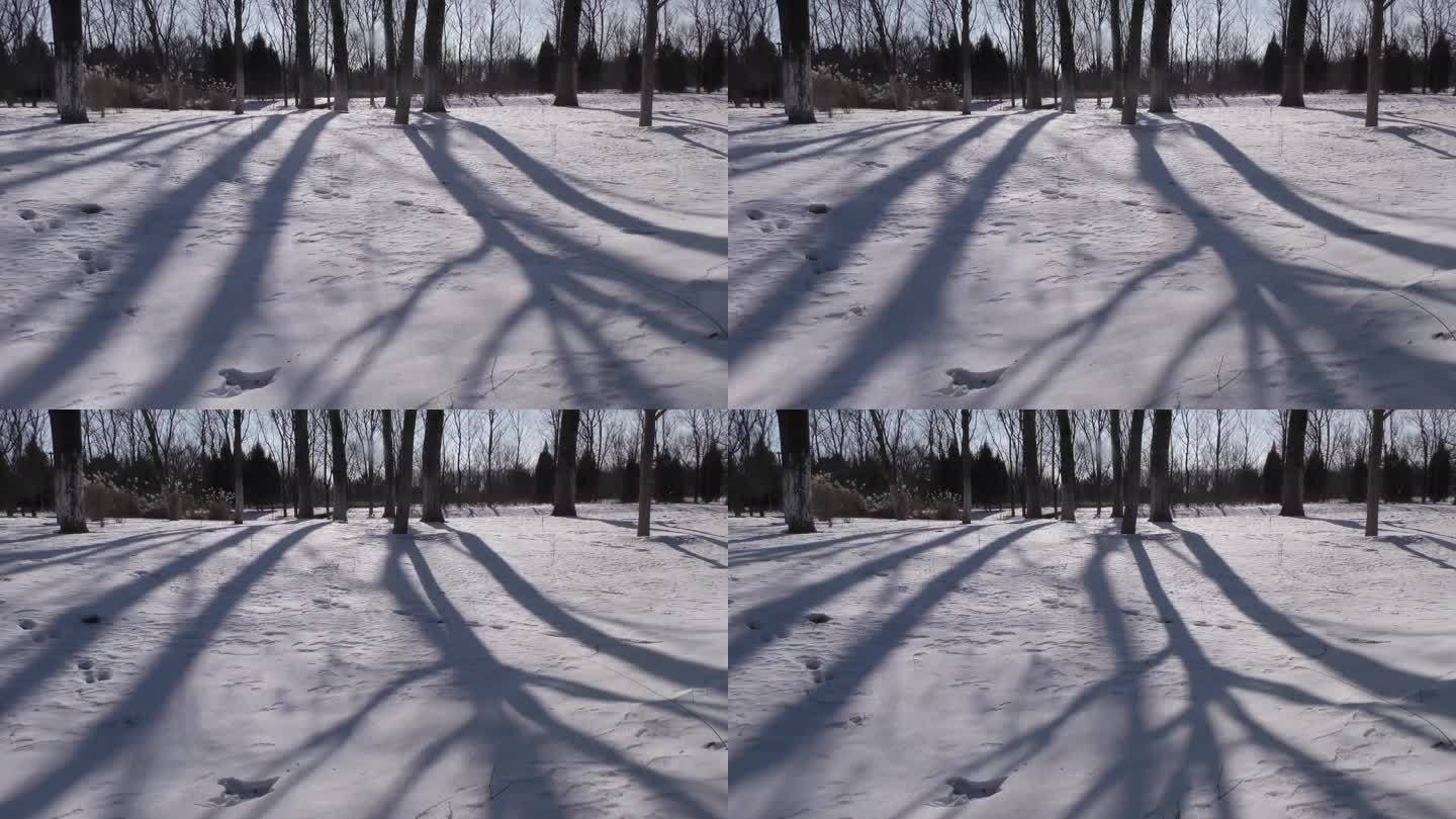 冰天雪地雪后白雪皑皑冬天冬日阳光树影变化