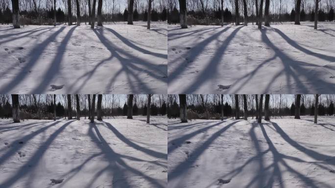 冰天雪地雪后白雪皑皑冬天冬日阳光树影变化
