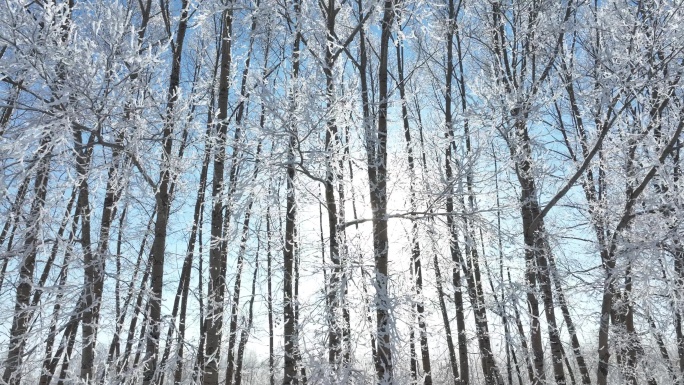 雪松树挂雾凇冬日阳光