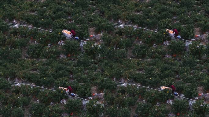 轨道车在桔子园输送桔子