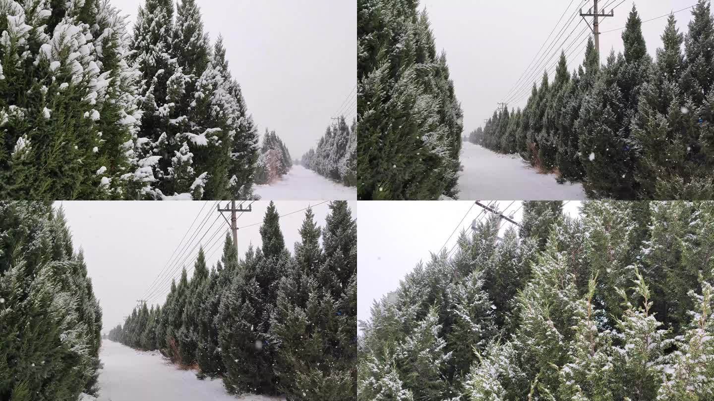 下雪的松树
