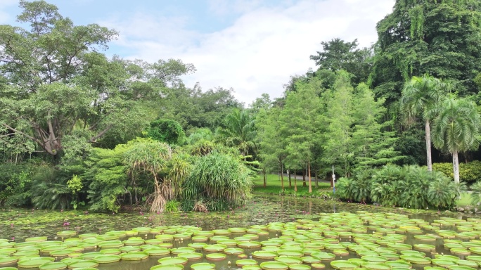 版纳中科植物园③