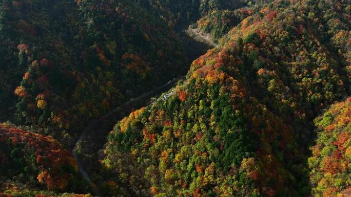 航拍陕西省太白县黄柏塬秦岭森林秋色-8