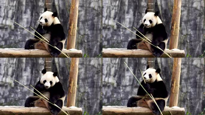 冬天大雪后一只毛绒绒的大熊猫在户外吃竹子