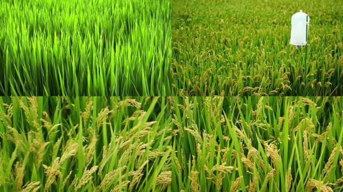 生长中的水稻丰收