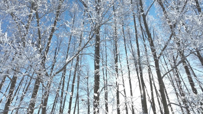 杨树林雪松树挂冬日阳光雪霁