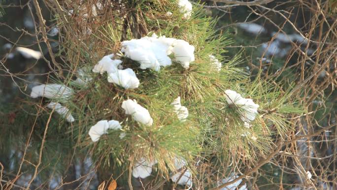 山东威海刘公岛后山冬季黑松枝头积雪