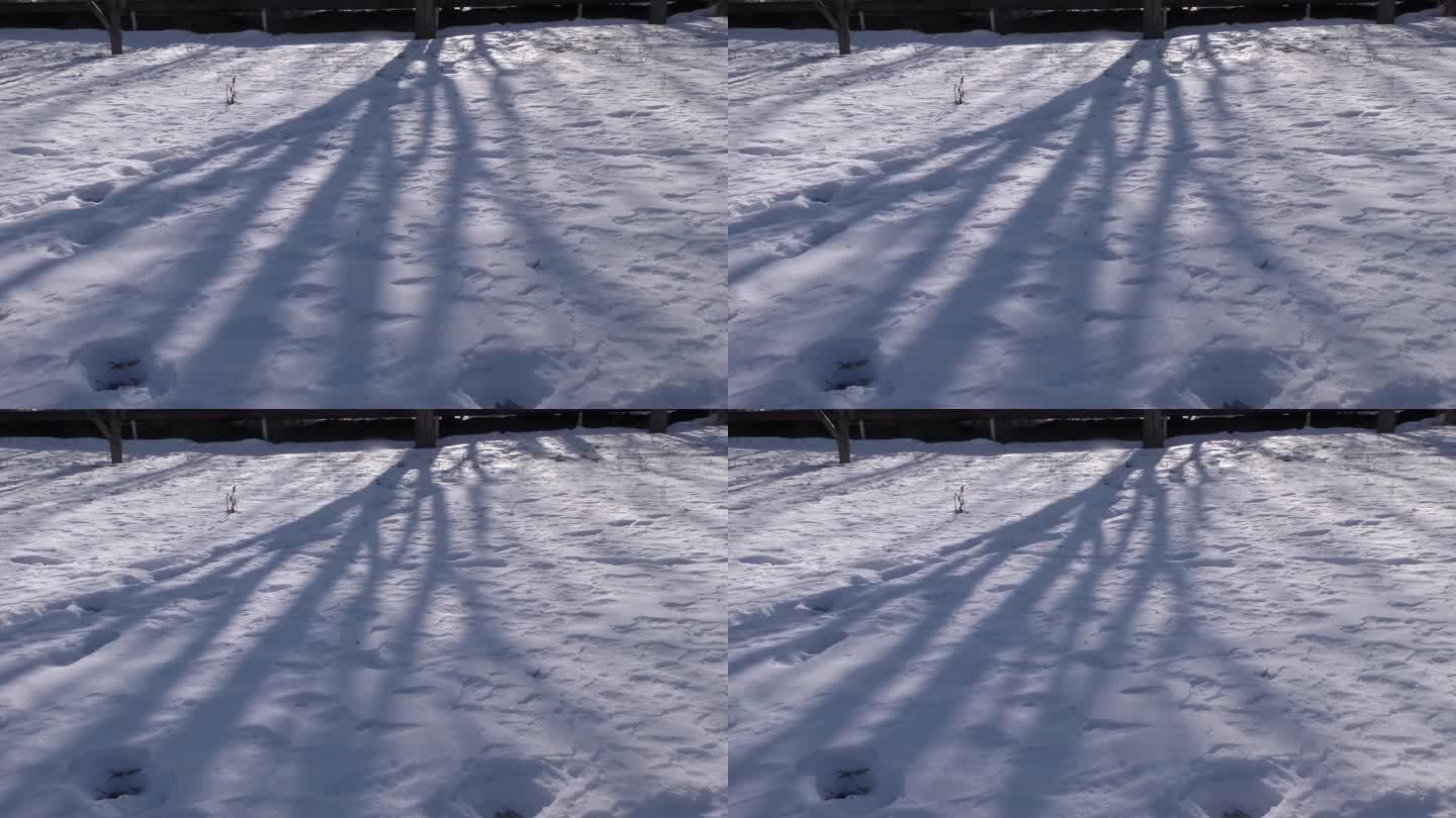 三九天积雪树枝光影变化雪后初晴意境阳光