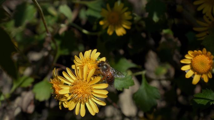 冬天蜜蜂在采蜜野菊花中材药