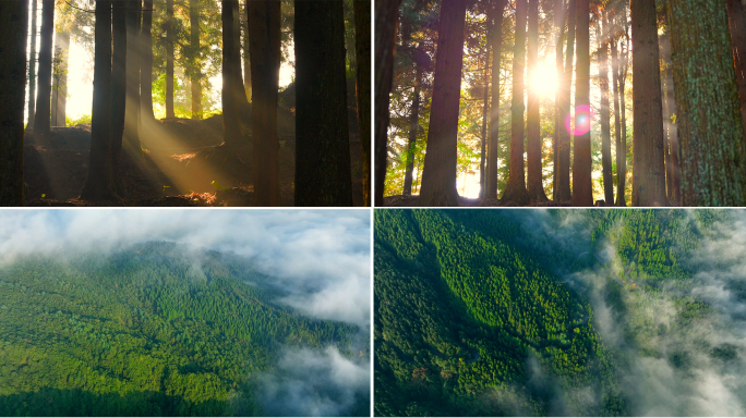 大自然森林晨雾光影天然氧吧