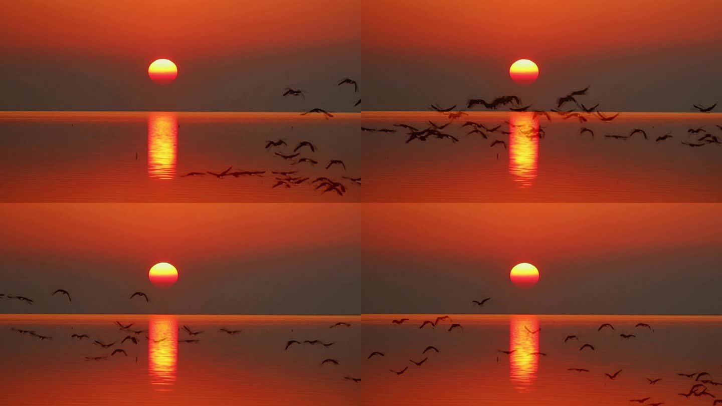 夕阳下飞翔的大雁