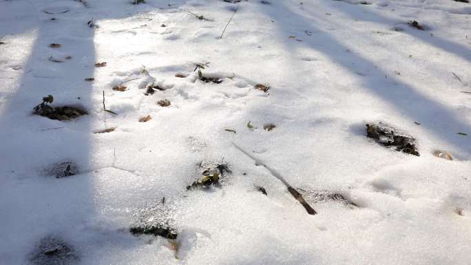 4K雪地树影延时 时光 时间流逝 光影