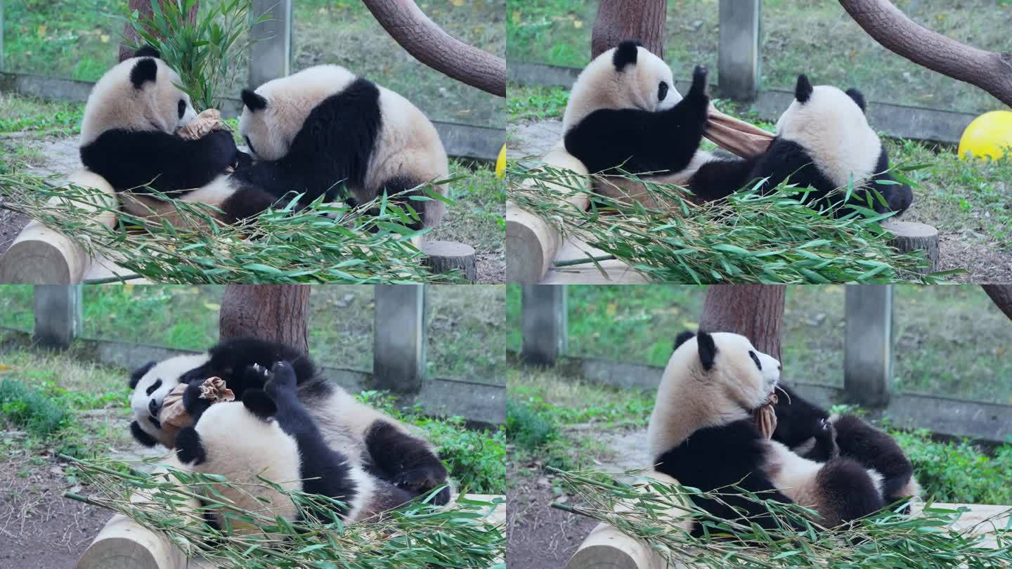 大熊猫抢食物