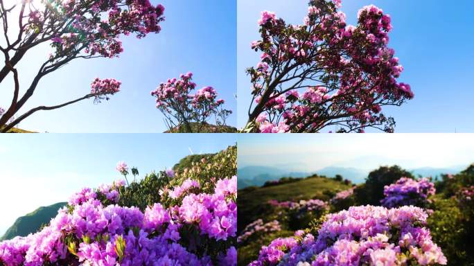 乌蒙大草原矮杜鹃 杜鹃花素材