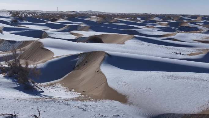 雪景 白毛风 沙漠 风沙 梭梭林 冬季