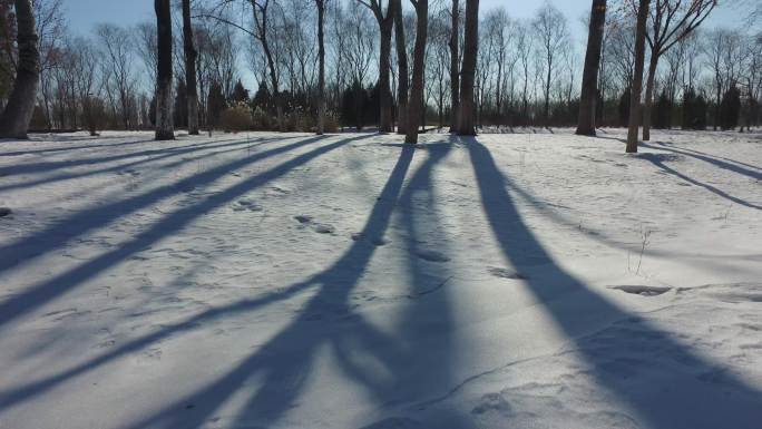 雪后树林光影变化寒冬雪景北方阳光下的树影