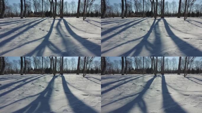 雪后树林光影变化寒冬雪景北方阳光下的树影
