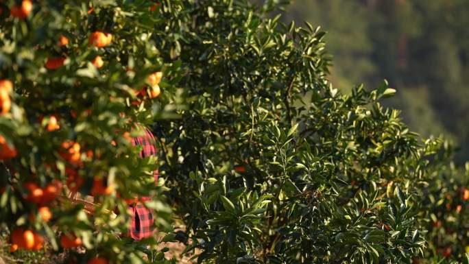 农民在桔子园采摘桔子