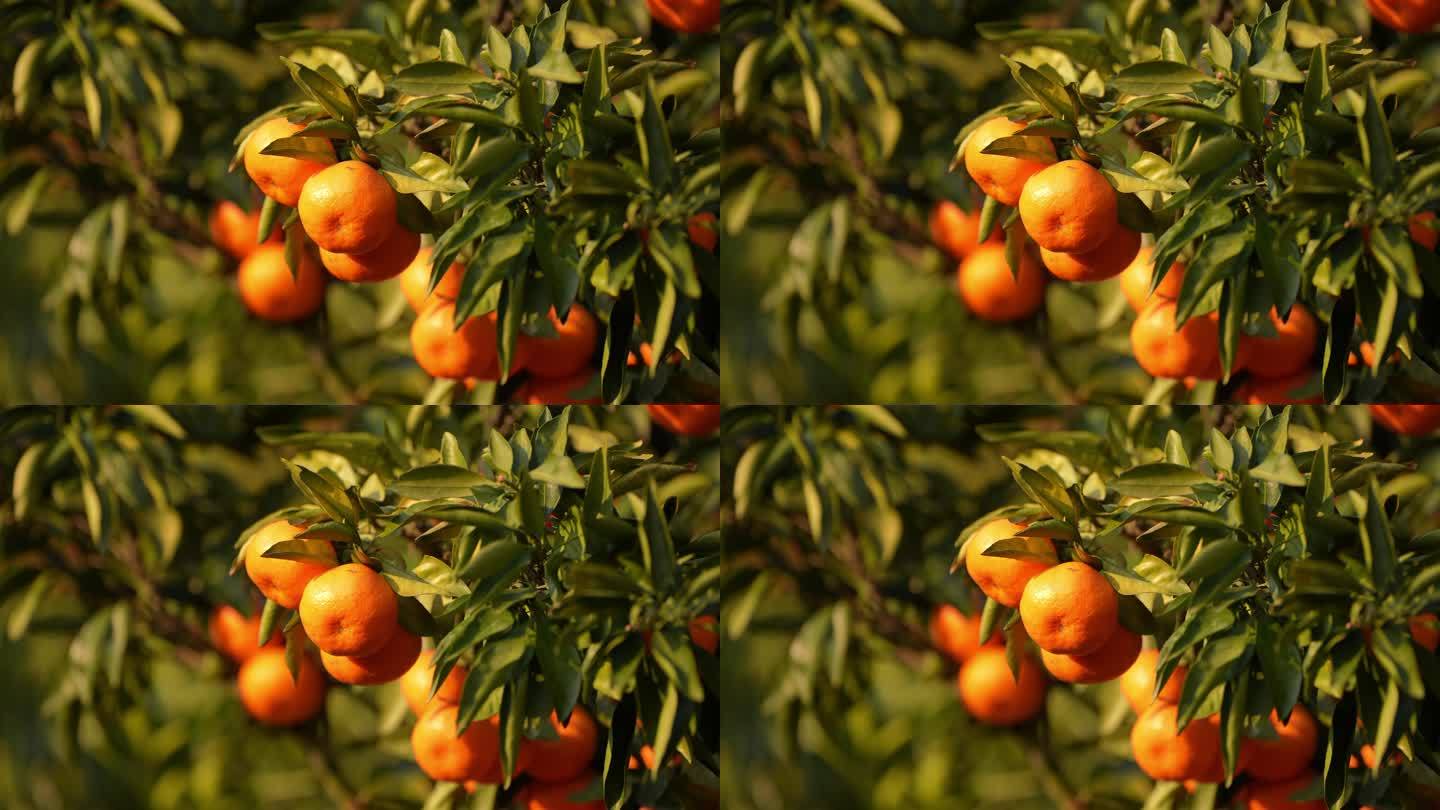 桔子果园丰收橘子涌泉蜜桔