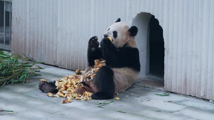 动物园大熊猫吃竹笋