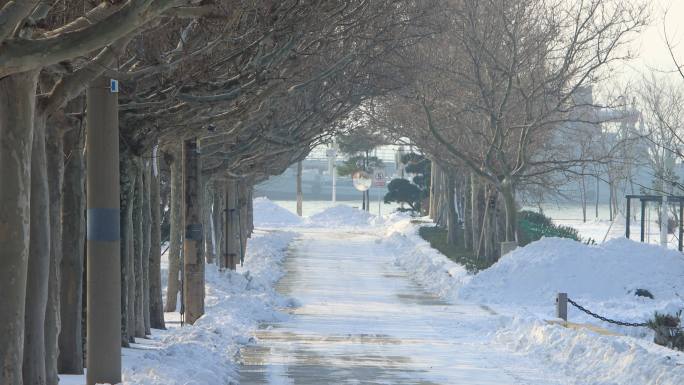 山东威海刘公岛环岛路林荫雪景