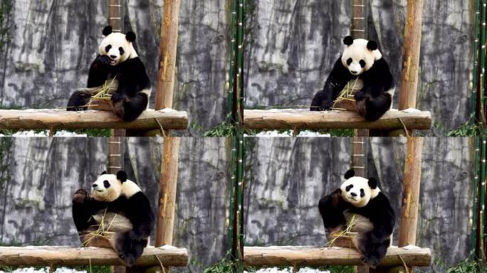 冬天雪后可爱萌宠大熊猫户外吃竹子和挠痒痒