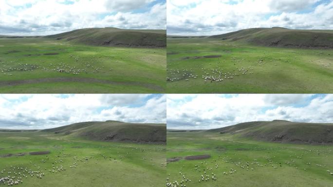 巴尔虎草原河畔放牧的羊群