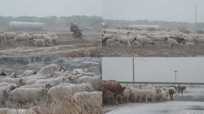 大雪中的羊群