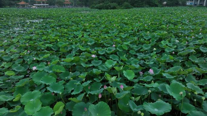 航拍深圳洪湖公园荷花