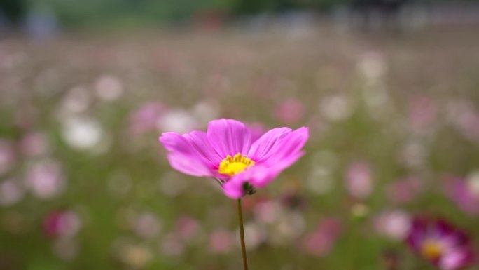 花海 小红花 蜜蜂采蜜