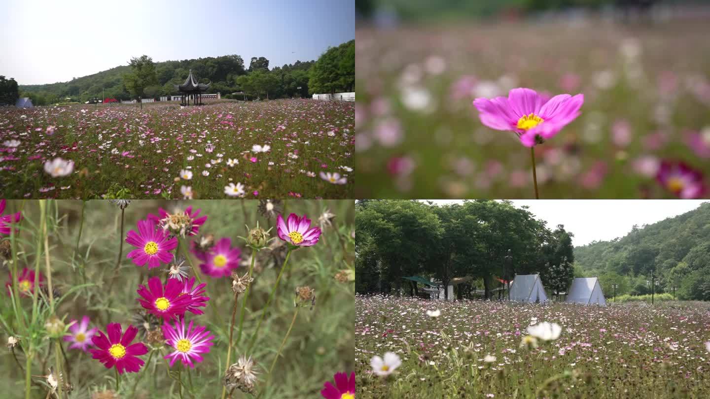 花海 小红花 蜜蜂采蜜